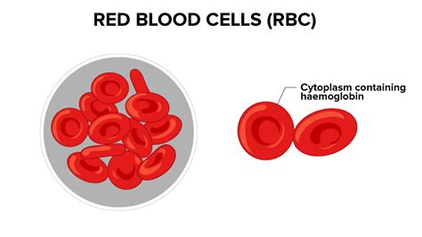 rhacb是什麼|紅血球濃厚液 (Red Blood Cells ) .